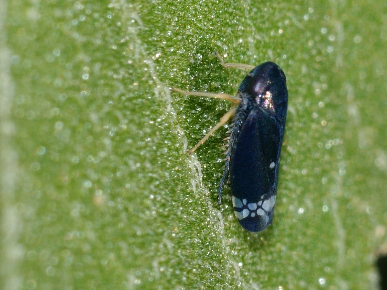 Cicadella blu - Neoaliturus cf fenestratus